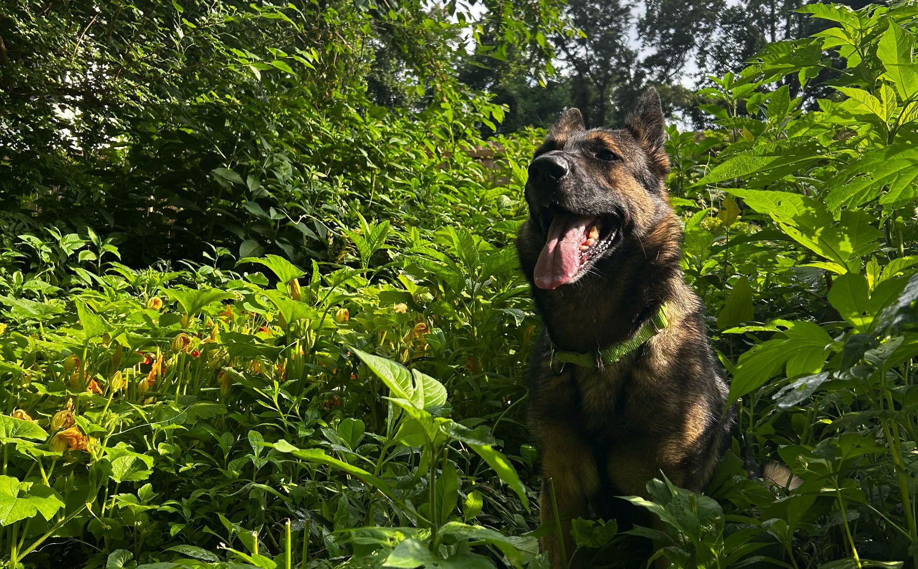 A German Shepherd sitting in a tall, overgrown garden bed